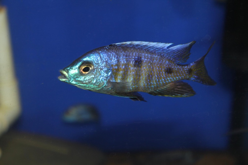 Copadichromis verduyni 'Chidunga Rocks'